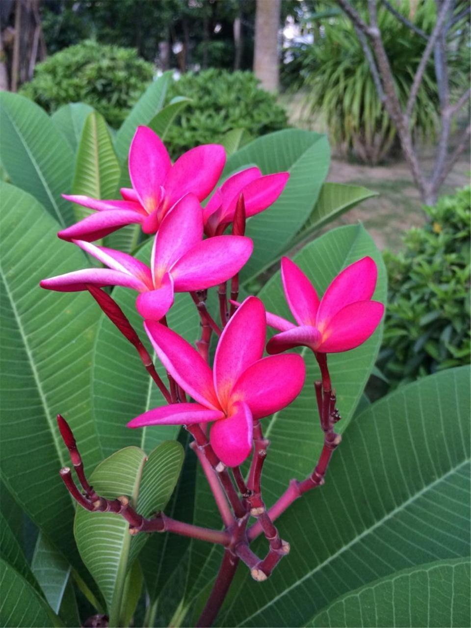 Gentle Grown Sanya Seashore Hotel Bagian luar foto